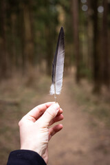 Bird feather in a man's hand on a forest background