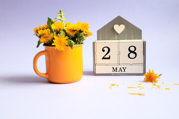 Calendar for May 28: cubes with the number 28, the name of the month of May in English, a bouquet of dandelions in a yellow cup on a light background