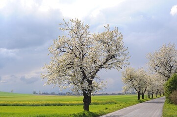Beautiful and old sweet cherry trees blossoming along a road in spring with clouds in the sky and fresh green fields and meadows