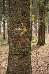 An arrow drawn with paint on a tree points to the right.