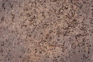 Many ants are crawling on the ground