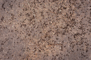 Many ants are crawling on the ground