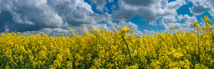 Panoramic view over beautiful farm landscape with rasp field in blossom at Spring and dramatic...