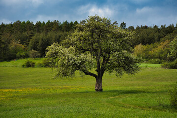 Fototapeta na wymiar Baum Frühling