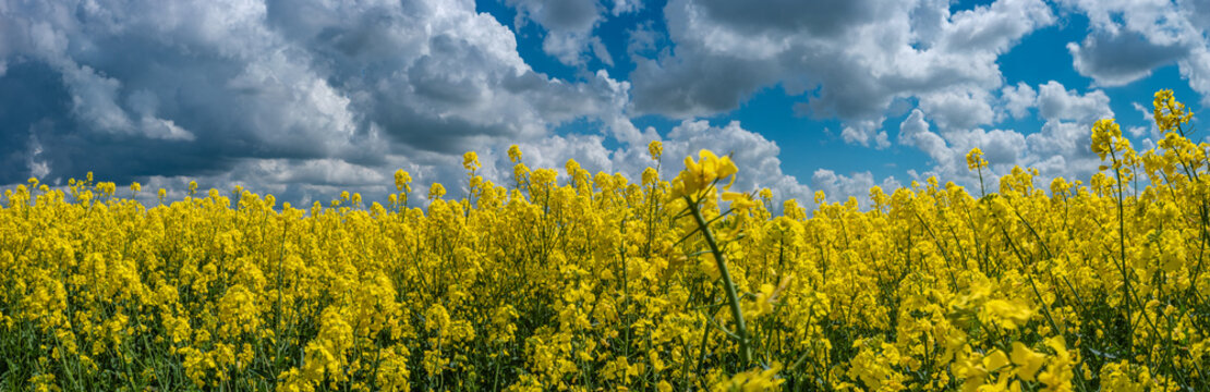 Panoramic view over beautiful farm landscape with rasp field in blossom at Spring and dramatic rainy sky yet sunny day.