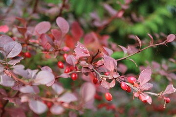 shrub