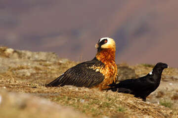 The bearded vulture (Gypaetus barbatus), also known as the lammergeier or ossifrage on the feeder swallows huge bone. Typical feeding behavior of a lammergeier with white-necked raven in Drakensberg.