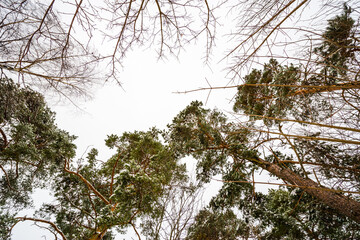 Set of crowns of trees covered with snow on the background of the winter sky. Bottom view of the...