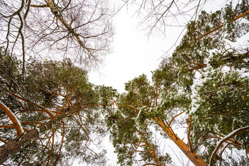 Set of crowns of trees covered with snow on the background of the winter sky. Bottom view of the trees