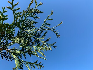 Branches of green thuja against the blue sky. Copy space. Place for your text.