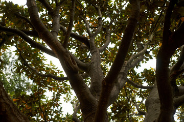 泰山木・幹・樹木・アップ