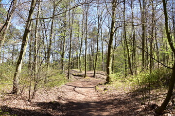 las bukowy, liście, drzewa, zieleń, przyroda, Park, 