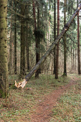 Fallen tree in the forest. Consequence of strong wind.
