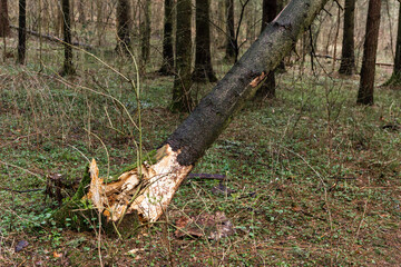 Fallen tree in the forest. Consequence of strong wind.