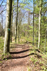 las bukowy, liście, drzewa, zieleń, przyroda, Park, 