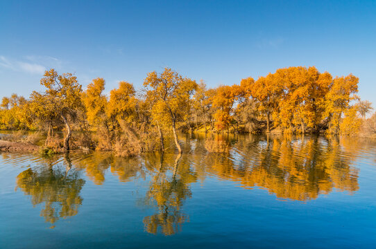 Populus euphratica forest by the lake in Xinjiang, China in autumn