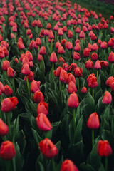 An field full of tulips of different colors. Blooming tulip fields. Bright spring floral background.
