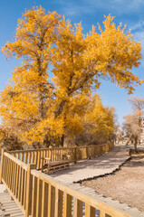 Populus euphratica forest by the lake in Xinjiang, China in autumn