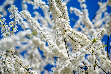 Cherry blossom branch in the garden in spring
