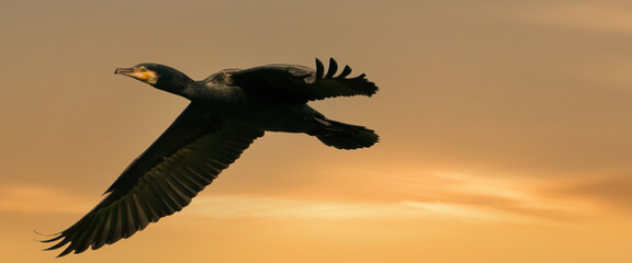 A panorama of a detailed Cormorant in flight with spread wings. Against a golden sky with yellow clouds. Copy space, cover, webbanner, social media