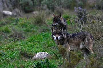 Iberian wolf // Iberischer Wolf (Canis lupus signatus) © bennytrapp