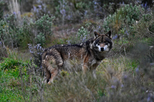 Iberischer Wolf // Iberian wolf (Canis lupus signatus)