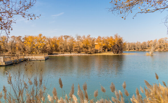 Populus euphratica forest by the lake in Xinjiang, China in autumn