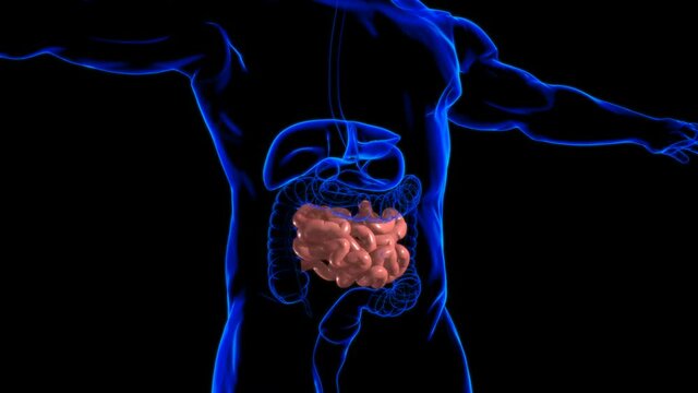 Human Small Intestine Anatomy For Medical Concept