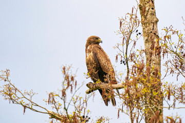 Impressive buzzard, buteo buteo, sitting on a branch in the spring with copy space. Dominant bird...