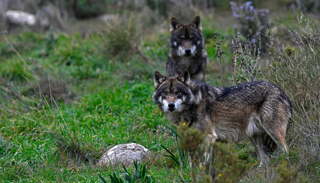 Lobo ib&eacute;rico // Iberian wolf // Iberischer Wolf (Canis lupus signatus)