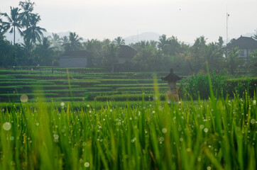 Fototapeta premium rice field