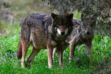 Iberian wolf // Iberischer Wolf (Canis lupus signatus) © bennytrapp