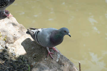 鳥取城の鳩