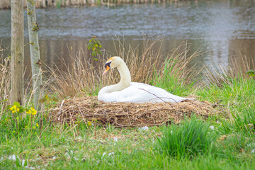 Female swan sits on her nest to hatch eggs
