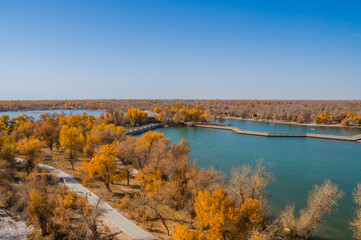 Populus euphratica forest by the lake in Xinjiang, China in autumn