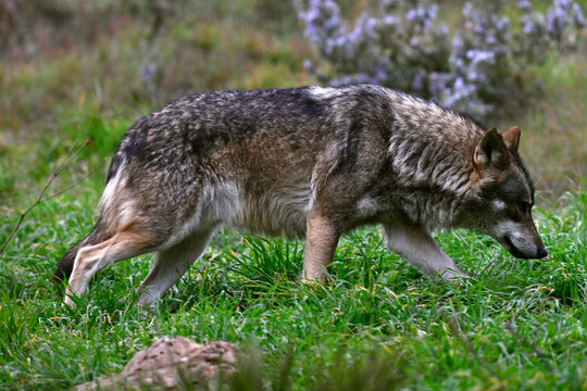 Lobo ib&eacute;rico // Iberian wolf // Iberischer Wolf (Canis lupus signatus)