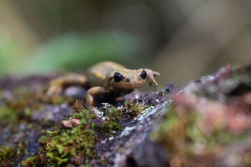 A common salamander in its mustard-colored variety