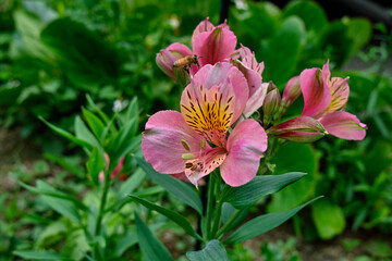 日本で6月に咲く花（日本）
