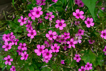 日本で6月に咲く花（日本）
