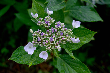 日本に咲く6月の花（あじさい）
