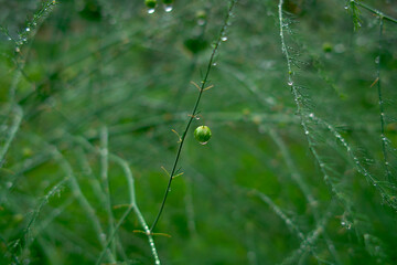 日本の6月の植物（日本）