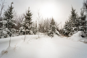 Sunrise in the winter forest