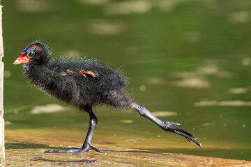 morning exercise
Common Moorhen chick - Gallinula chloropus - Gallinule poule d'eau