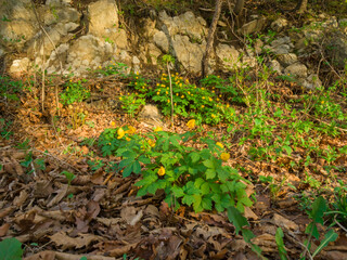Spring landscape. Fresh green leaves and grass in the forest.