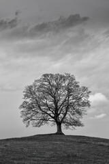 Obraz premium maple tree and spring weather in black and white 