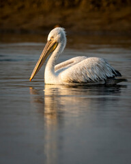 dalmatian pelican or pelecanus crispus portrait with reflection in water at keoladeo national park bharatpur bird sanctuary rajasthan india