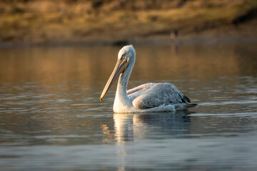dalmatian pelican or pelecanus crispus portrait with reflection in water at keoladeo national park bharatpur bird sanctuary rajasthan india