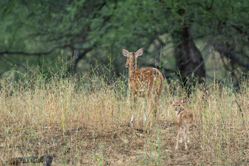 alert fawn with mother Spotted deer or Chital or Cheetal or axis axis at ranthambore national park...