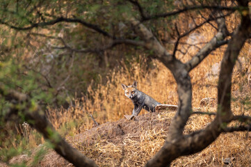 white footed fox or desert fox or vulpes vulpes pusilla on hill rocks at ranthambore national park rajasthan india