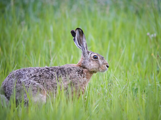 Hare sitting in a meadow in spring